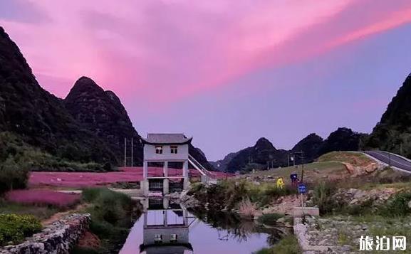 黔南粉黛乱子草在哪里 长顺县神泉谷风景区介绍