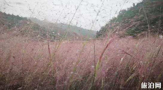 黔南粉黛乱子草在哪里 长顺县神泉谷风景区介绍