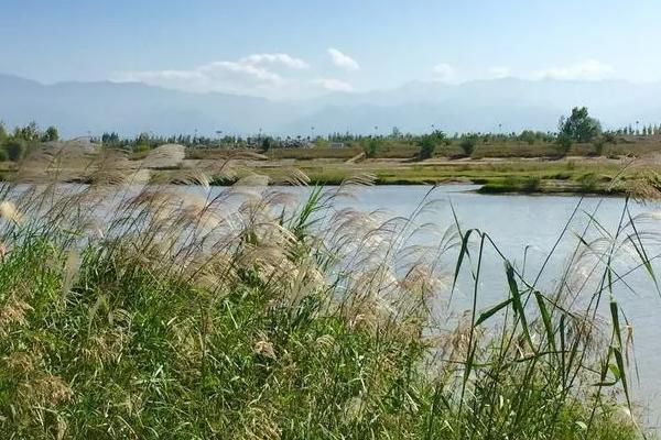 西安哪里有芦苇 有芦苇的地方在哪里