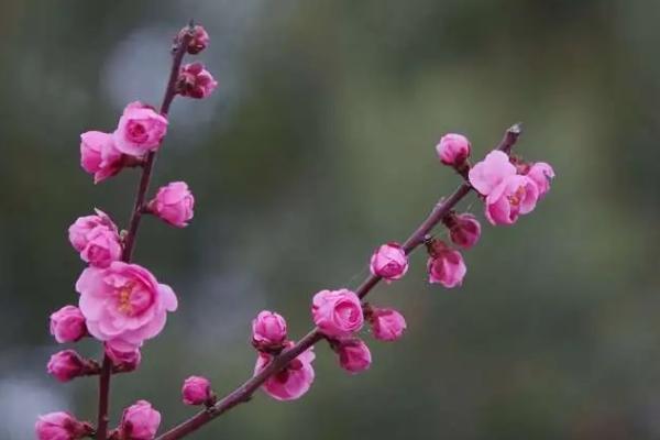 宁波赏梅花最好的地方