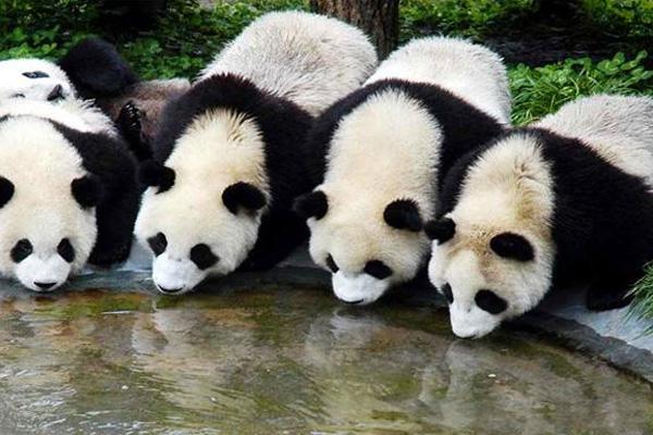 西安秦岭野生动物园演出时间表2024