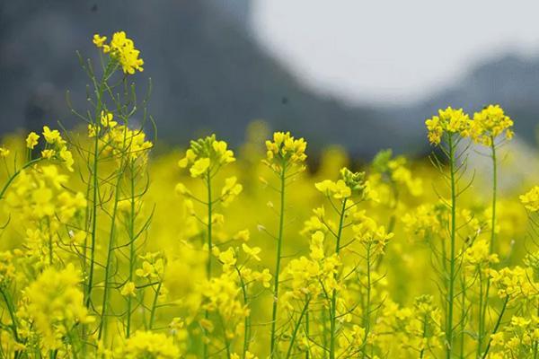 南宁油菜花景点在哪里