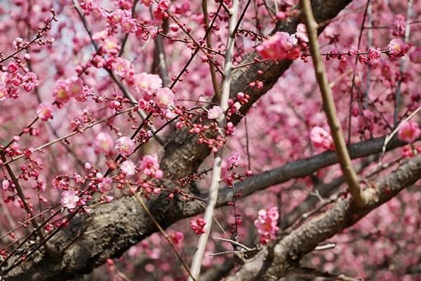 西安看梅花有哪些地方 西安赏梅花去哪里