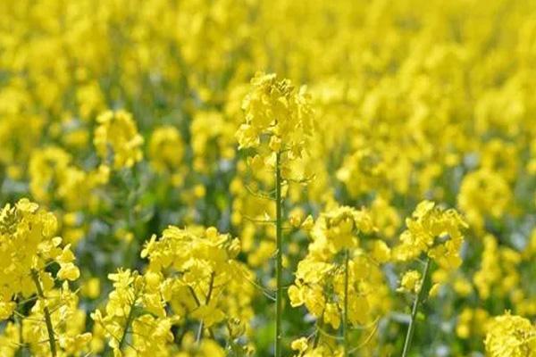 厦门哪里油菜花最好看