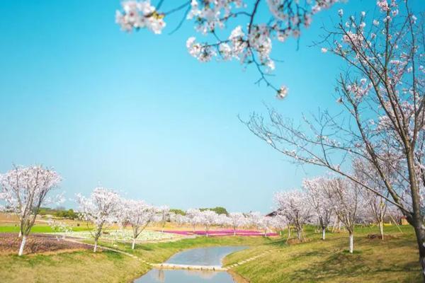 镇江樱花在哪里