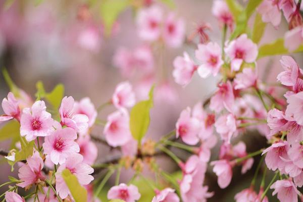 长沙看桃花去哪里