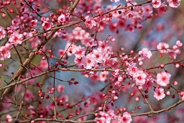 长沙看桃花去哪里