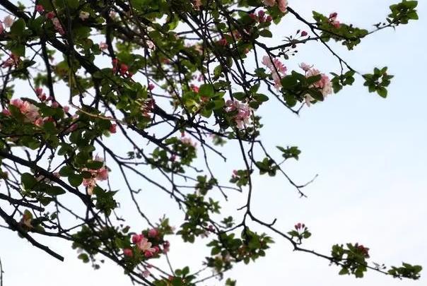 武汉赏樱花免费景点有哪些