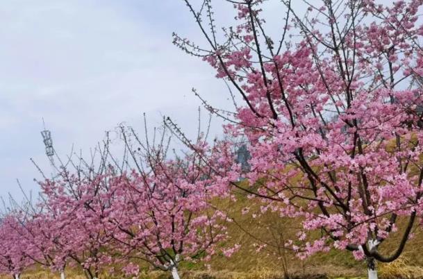 重庆主城区哪里可以看樱花
