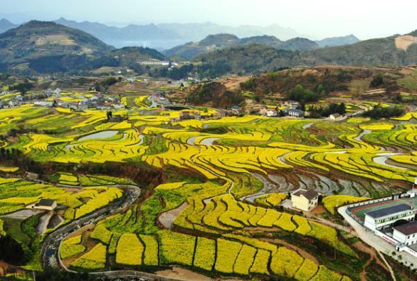 西安看油菜花的地方都有哪些