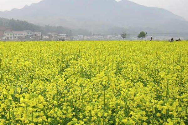 浏阳油菜花什么时候开 看油菜花的地方有哪些