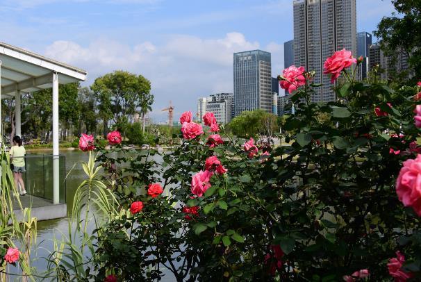 深圳春天赏花景点有哪些