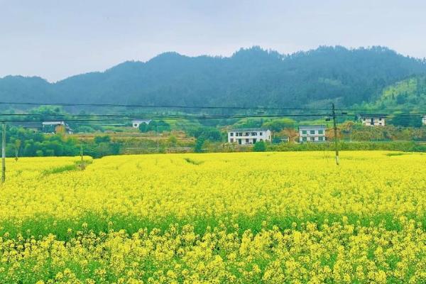 浏阳油菜花什么时候开 看油菜花的地方有哪些