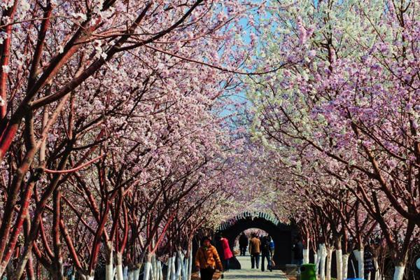 2024天津运河桃花节在哪里举行