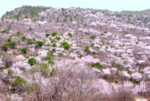 2024郑国渠山野桃花节时间及地点