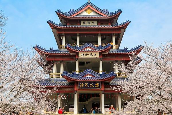 鼋头渚看樱花住哪里好