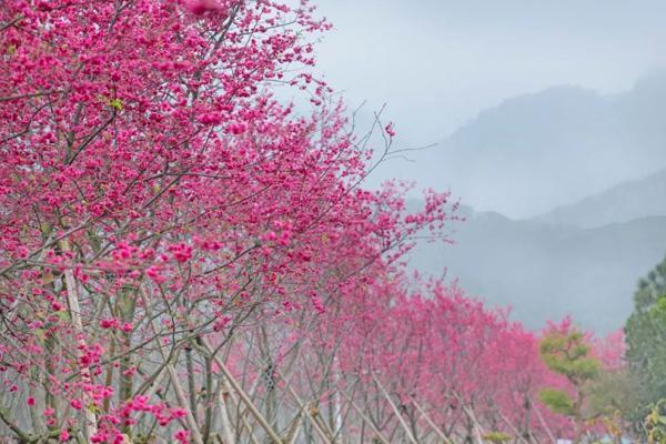 江门赏樱花的地方有哪些