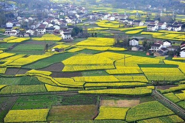 2024汉中油菜花节主会场在哪