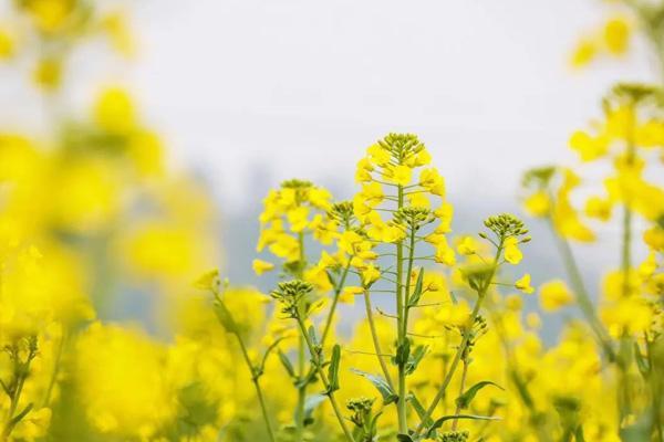 西安周边哪里可以看油菜花