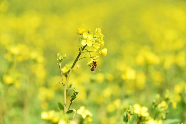 桂林哪里可以看油菜花