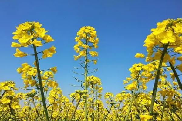 广西油菜花景点在哪里