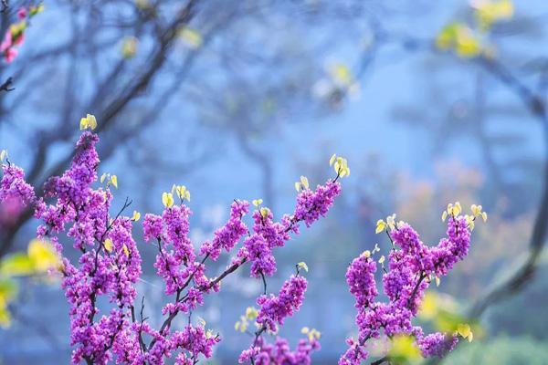 广西看花去哪里比较好