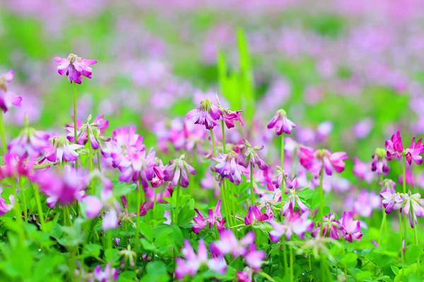 广西看花去哪里比较好