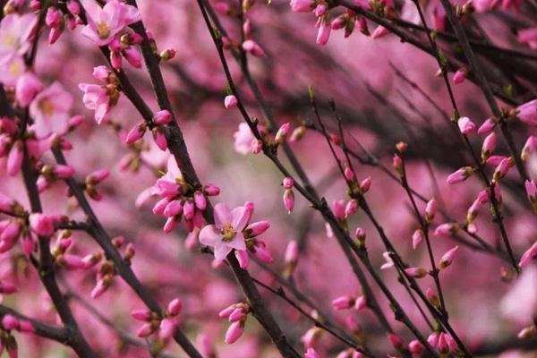 银川看桃花去哪里好