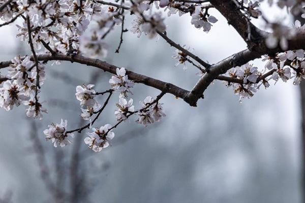 银川看桃花去哪里好