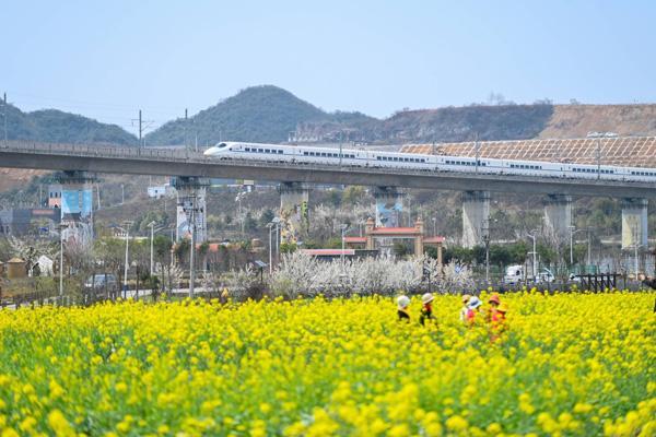 贵阳哪里有油菜花看