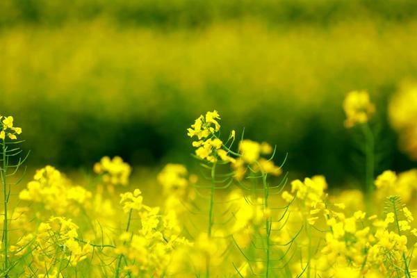 贵阳哪里有油菜花看