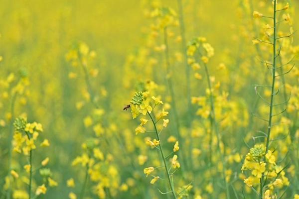 贵阳哪里有油菜花看