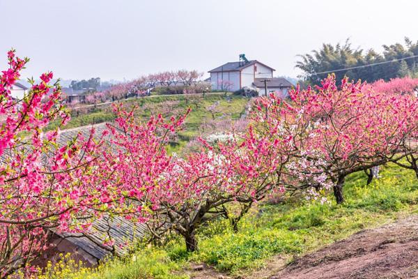 重庆看桃花去哪里好