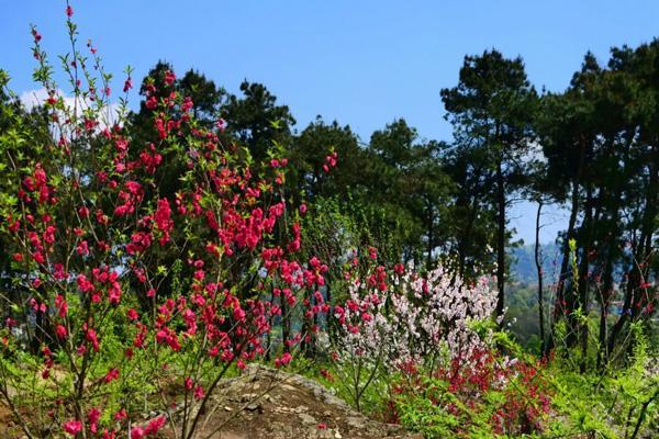 重庆看桃花去哪里好