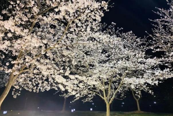 辰山植物园观赏夜樱时间和票价