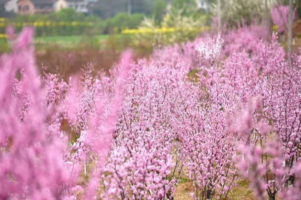 衡阳哪里看桃花好