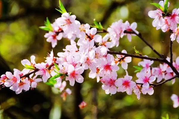 衡阳哪里看桃花好