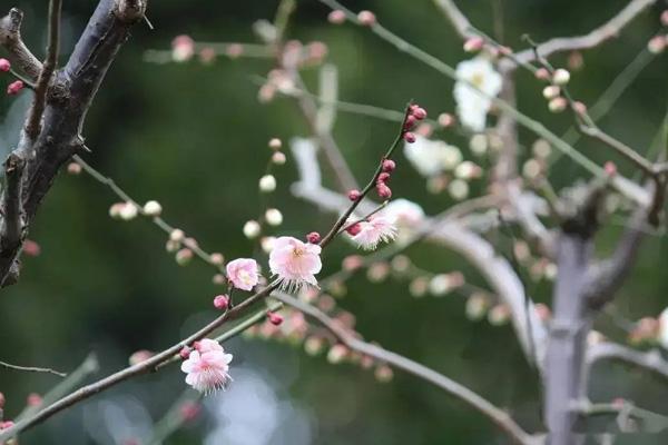 衡阳春季赏花景点有哪些