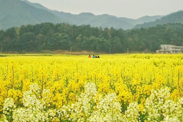 衡阳油菜花在哪里看