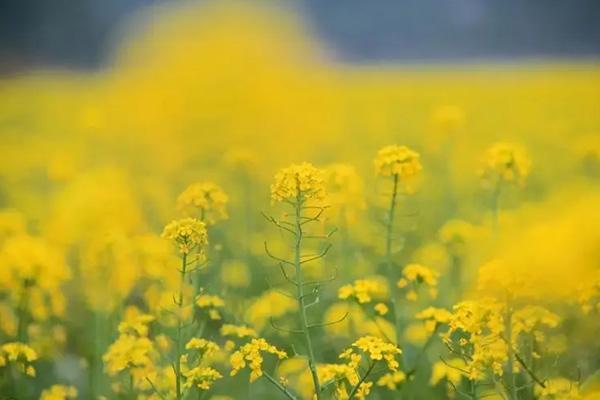 衡阳油菜花在哪里看