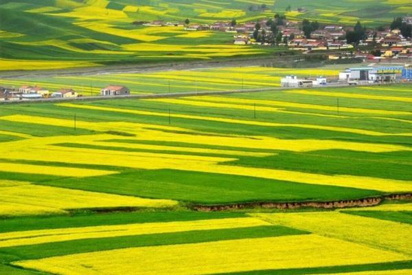 岳阳哪里有油菜花看