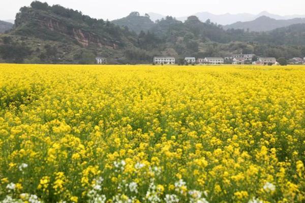 岳阳哪里有油菜花看