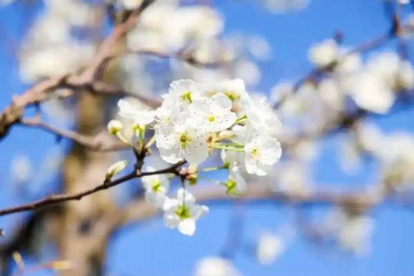 泰安四月赏花地点在哪