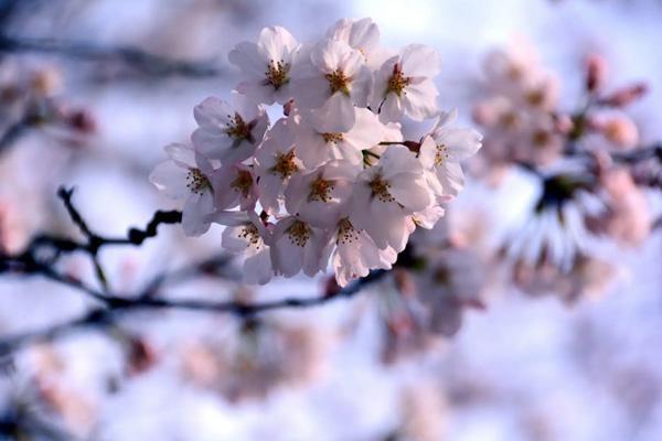 泰安四月赏花地点在哪