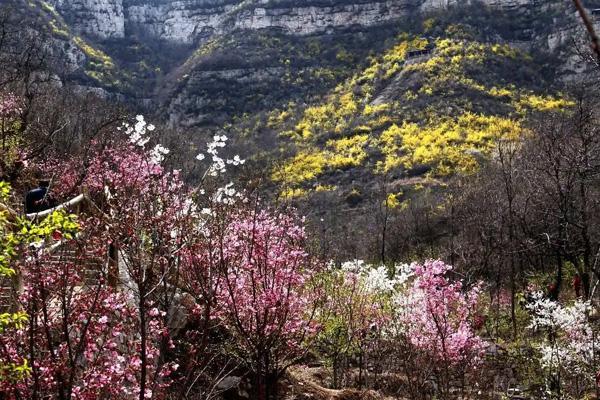 2024淄博齐山樱花节是什么时间举行