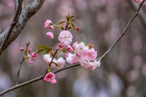 中山哪里有看樱花的地方