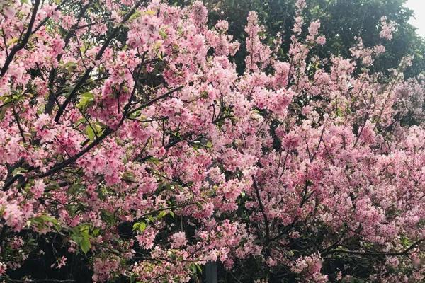 东莞哪里樱花好看