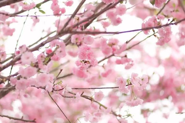 东莞哪里樱花好看