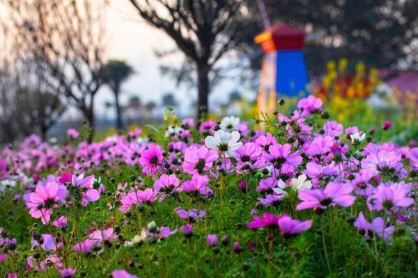 东莞四月看花的景点有哪些