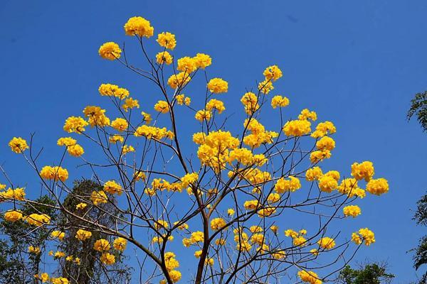 东莞四月看花的景点有哪些